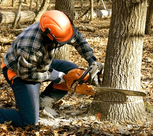 Tree Removal in East Bank, WV